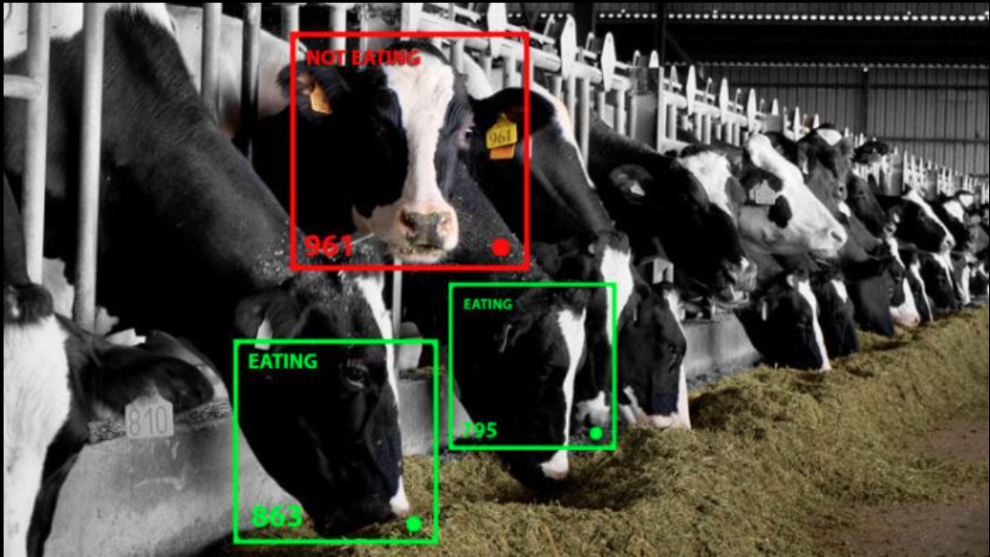 How to use AI in the dairy farming case study